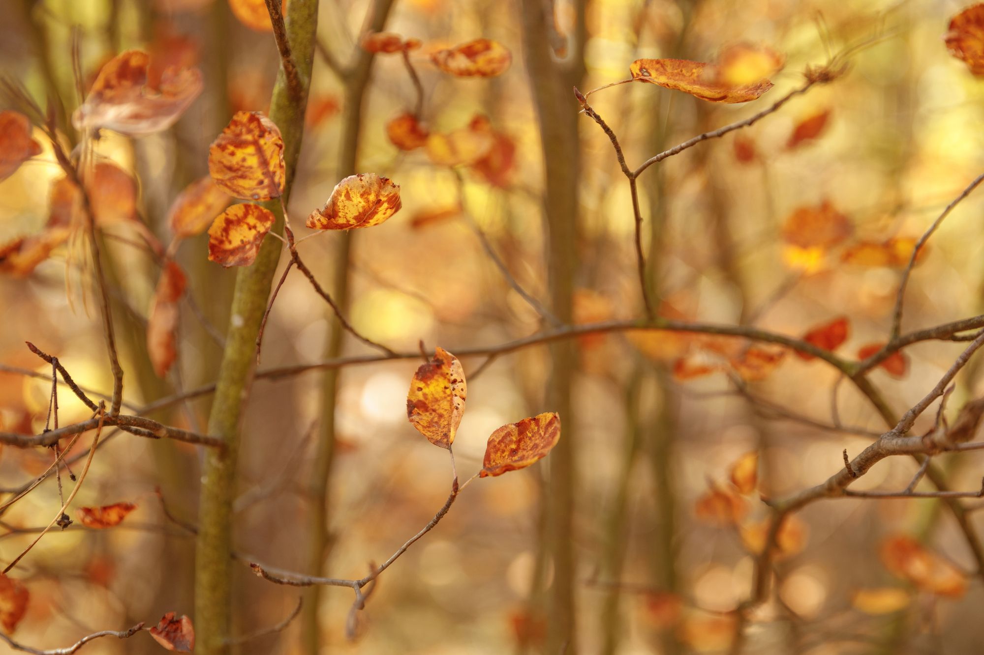 immonews-herbst
